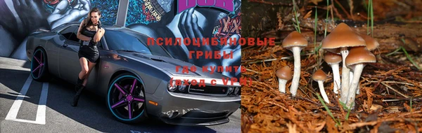 трава Гусиноозёрск